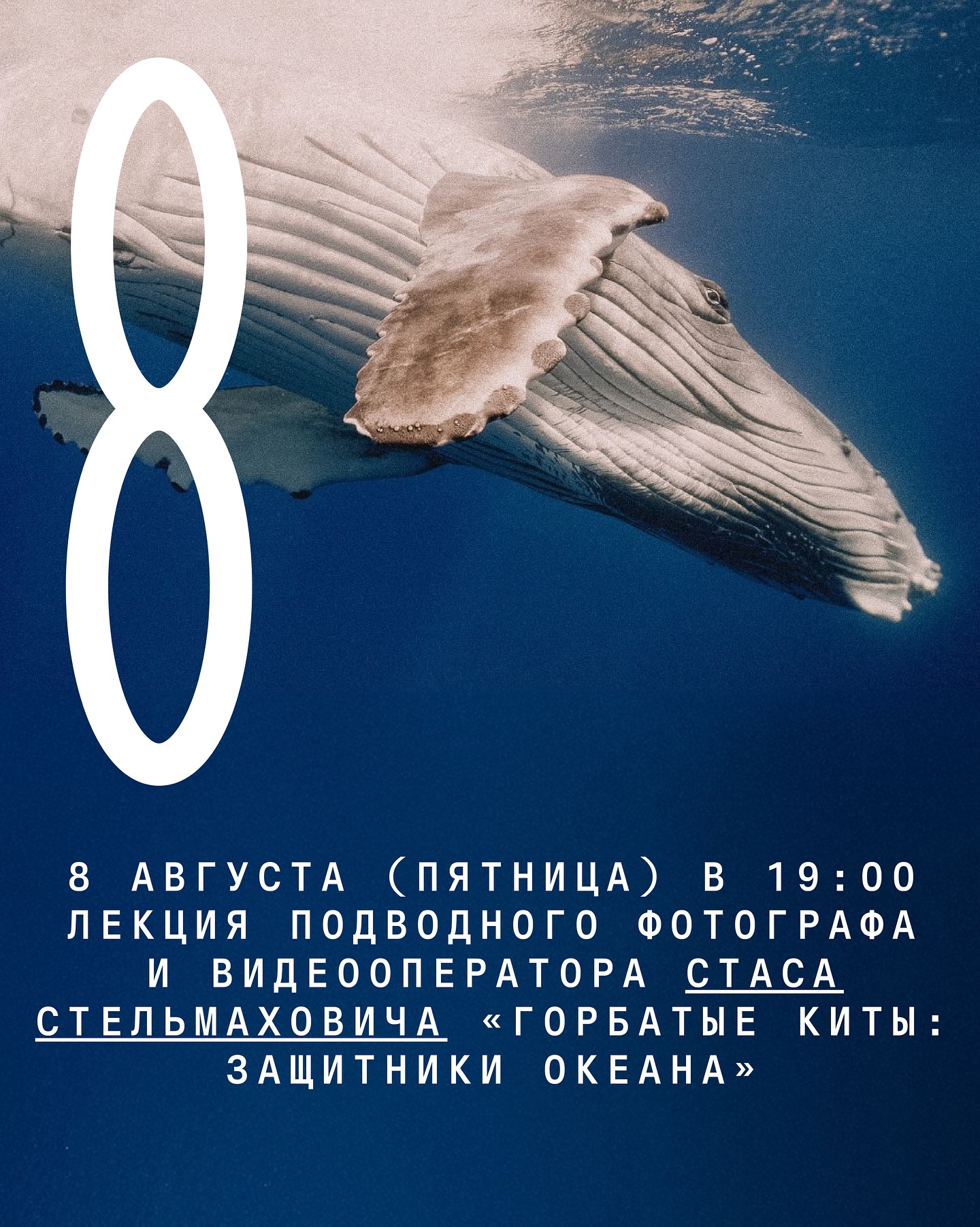 Giant Whales: Protectors of the Ocean