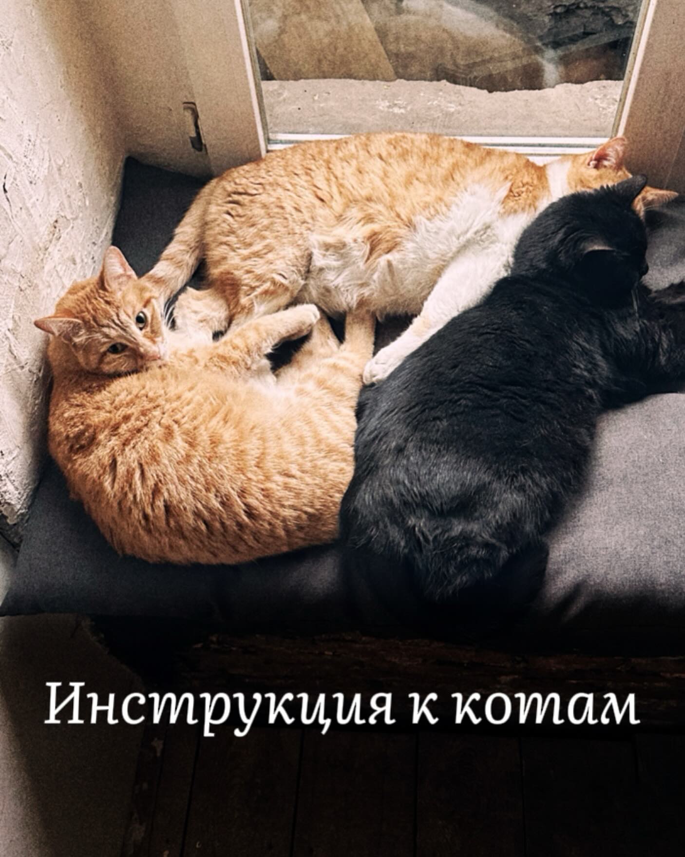 Bar with Cats